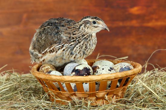 Почему перепелиные яйца предпочтительнее куриных