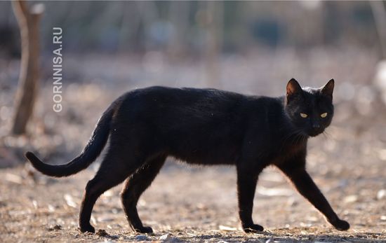 #3 Черная кошка