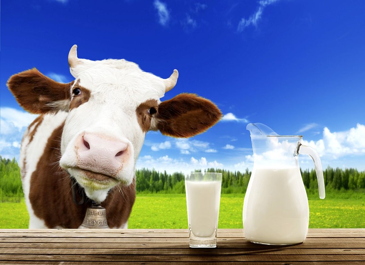 Новые факты о пользе молока