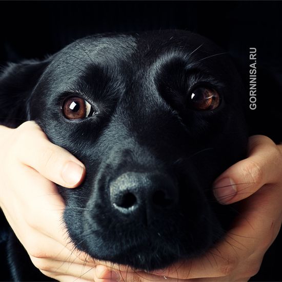 Паспорт для собак - система распознавания питомцев по форме носа