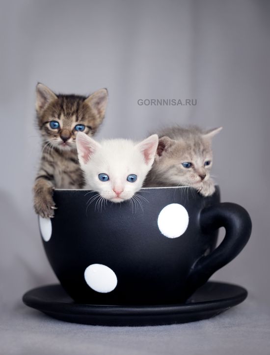 Милые котята в декоративной чайной чашке