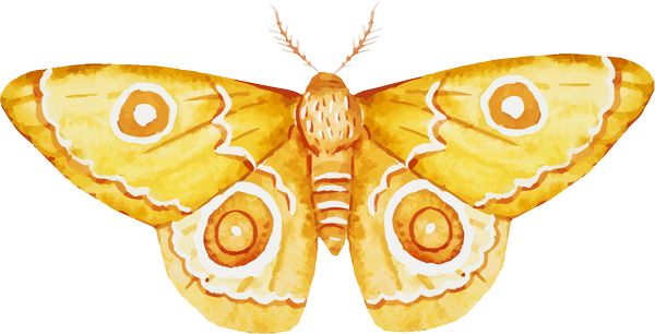 Тест - Выберите бабочку и узнайте, что мешает вашему успеху Бабочка 4 -  https://gornnisa.ru/