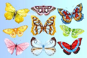 Тест - Выберите бабочку и узнайте, что мешает вашему успеху - https://gornnisa.ru/