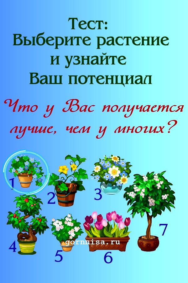 Растение #1 - синие цветы - https://gornnisa.ru/