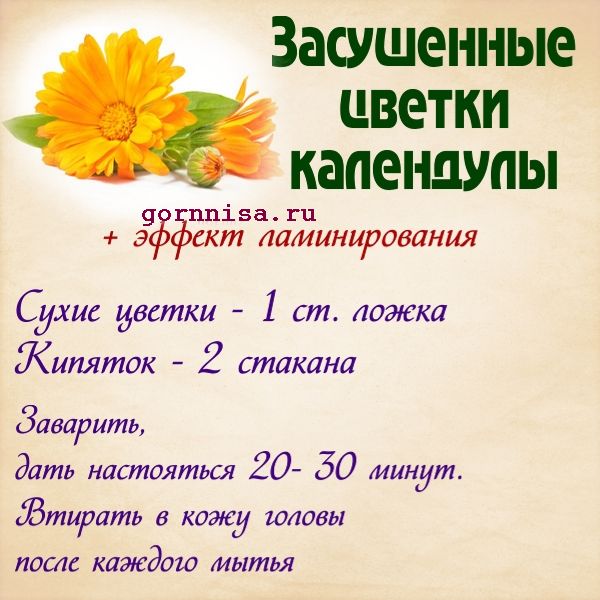 Календула - gornnisa.ru