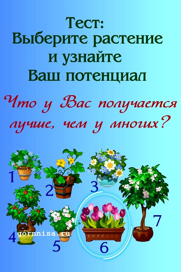 Растение #6 - тюльпаны - https://gornnisa.ru/