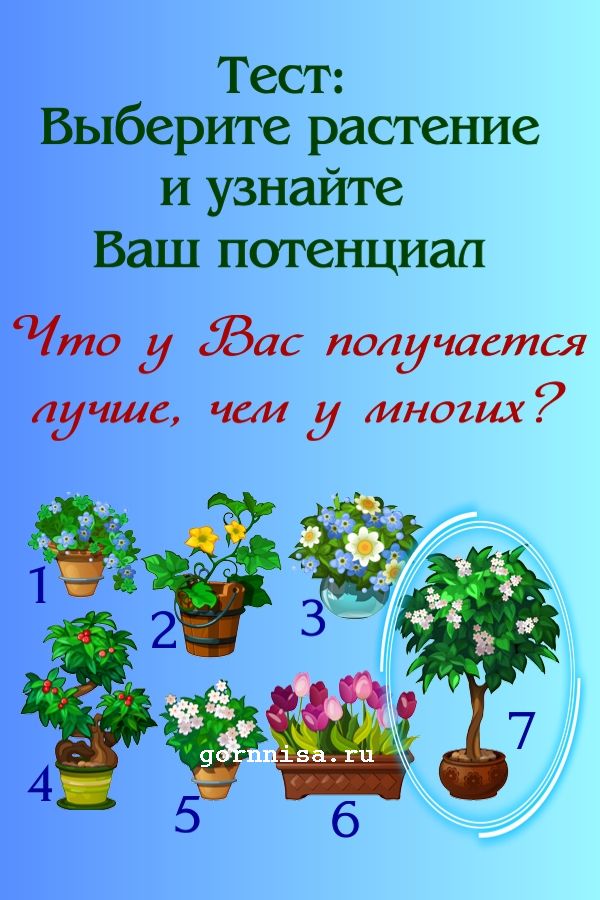 Растение #7 - цветущий бонсай - https://gornnisa.ru/