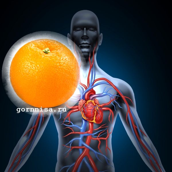Апельсины это качественная профилактика от болезней сердца 