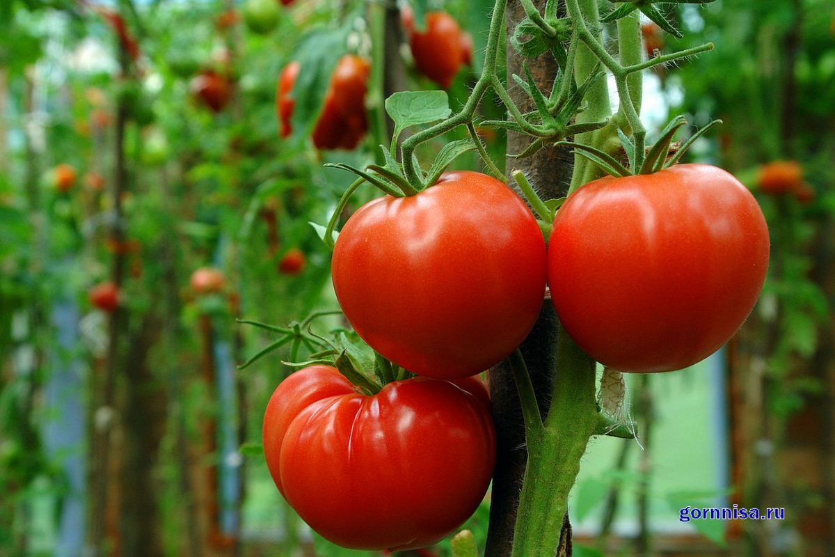 Насколько полезны и кому вредны помидоры