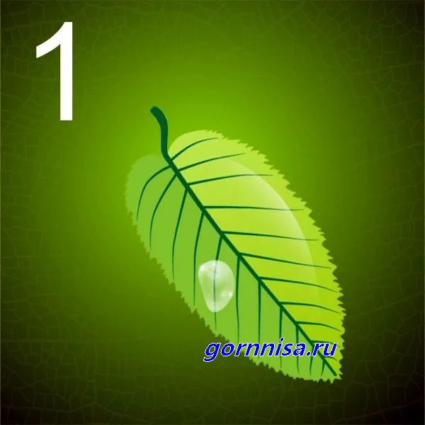 1 - зеленый лист