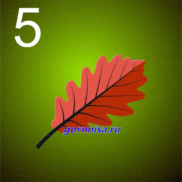 5 - красный лист дуба