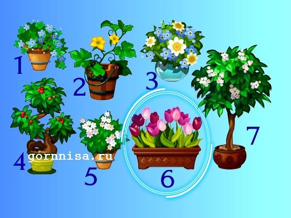 Тест - Выберите растение и узнайте Ваш потенциал Растение 6