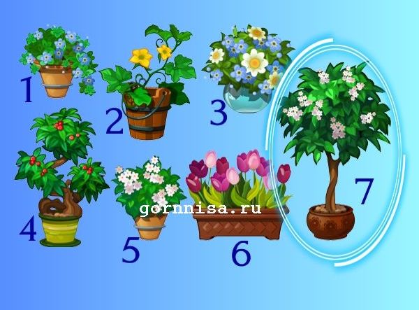 Тест - Выберите растение и узнайте Ваш потенциал Растение 7