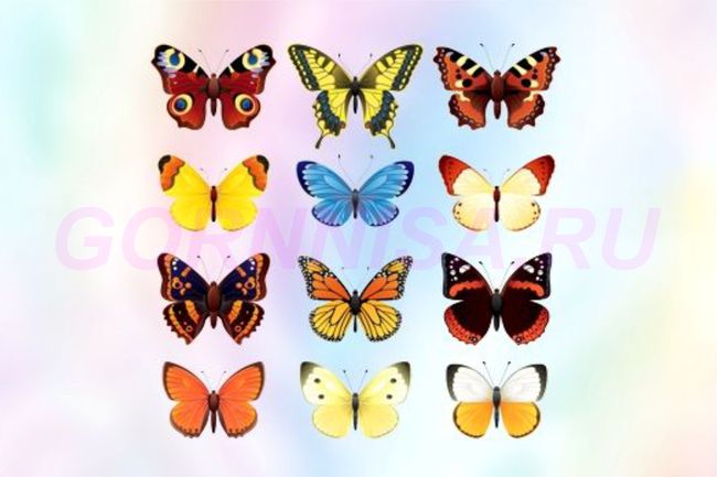 Тест на желание - Выберите бабочку и узнайте сбудется или нет - https://gornnisa.ru/