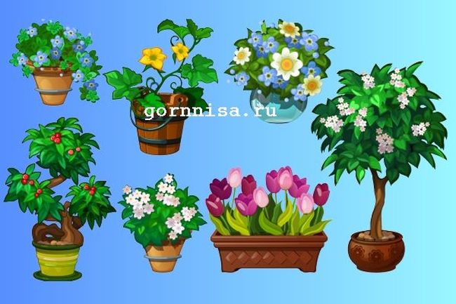 Тест - Выберите растение и узнайте свой потенциал - https://gornnisa.ru/