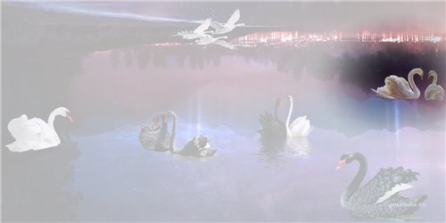#3 - Два белых лебедя