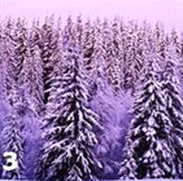 3 иллюстрация фиолетовый лес
