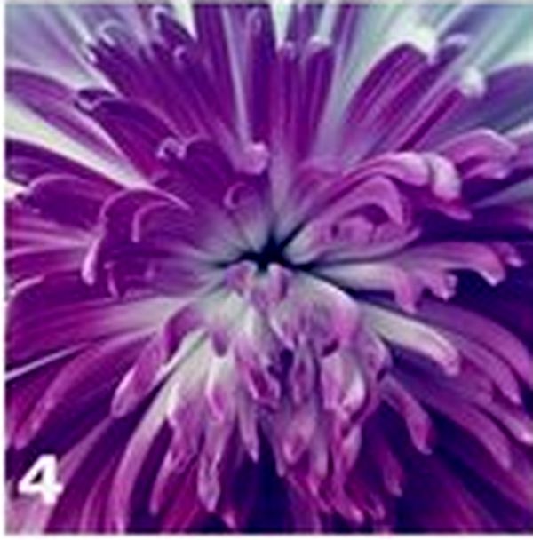 4 иллюстрация фиолетовый цветок