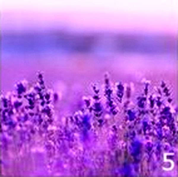 5 иллюстрация фиолетовая лаванда