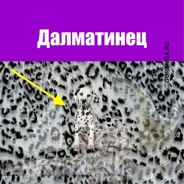 Далматинец - https://gornnisa.ru/