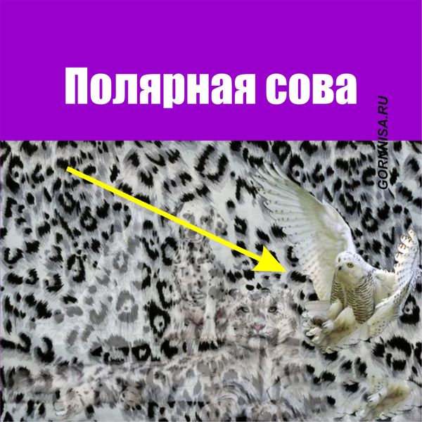 Полярная сова - https://gornnisa.ru/