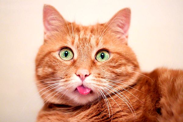 Изумленный рыжий кот