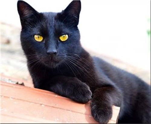 #1 Черный кот