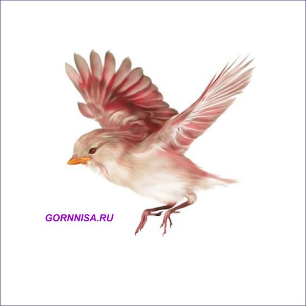 Птица - https://gornnisa.ru/