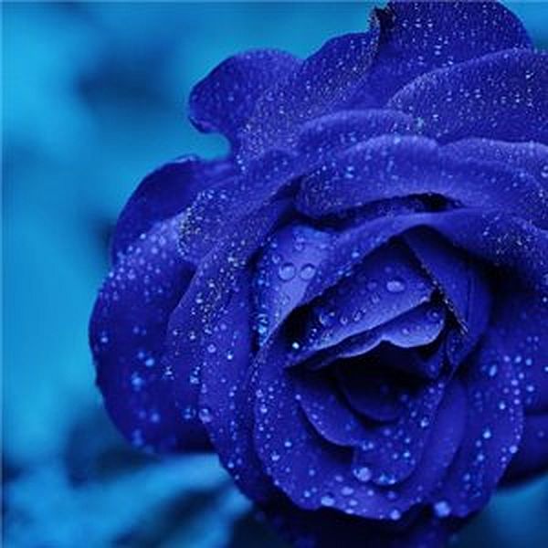 Тест – 6 оттенков синего, шесть типов собеседника – Какой из них Ваш? https://gornnisa.ru/ Синяя роза