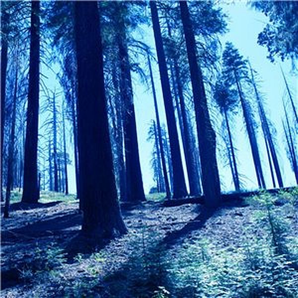 Синий лес
