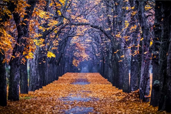 Тест - Выберите подходящий путь и узнайте свои особенности 1 Дорога в осенней листве