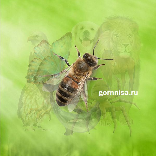 Тест - Какое природное качество вам в помощь https://gornnisa.ru/ Пчела