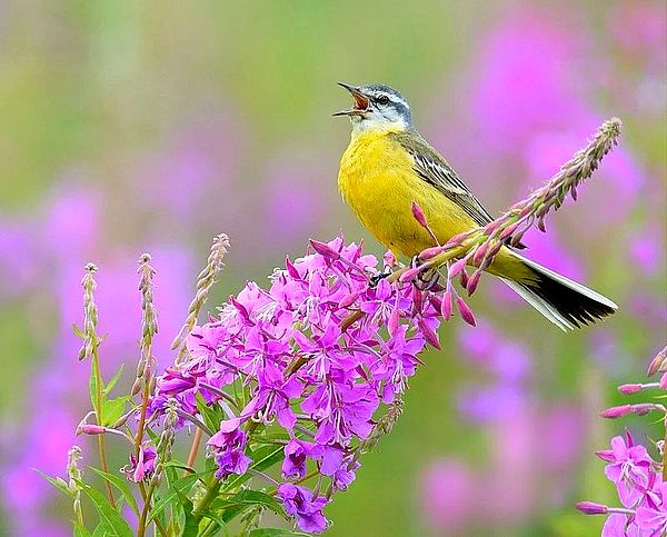 Тест - Выберите звук и узнайте, что необходимо в данный период https://gornnisa.ru/ Пение птицы. Птица на цветке поёт