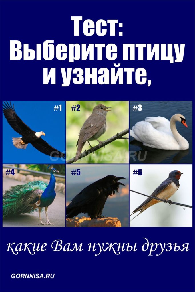 Тест - Выберите птицу и узнайте, какие Вам нужны друзья