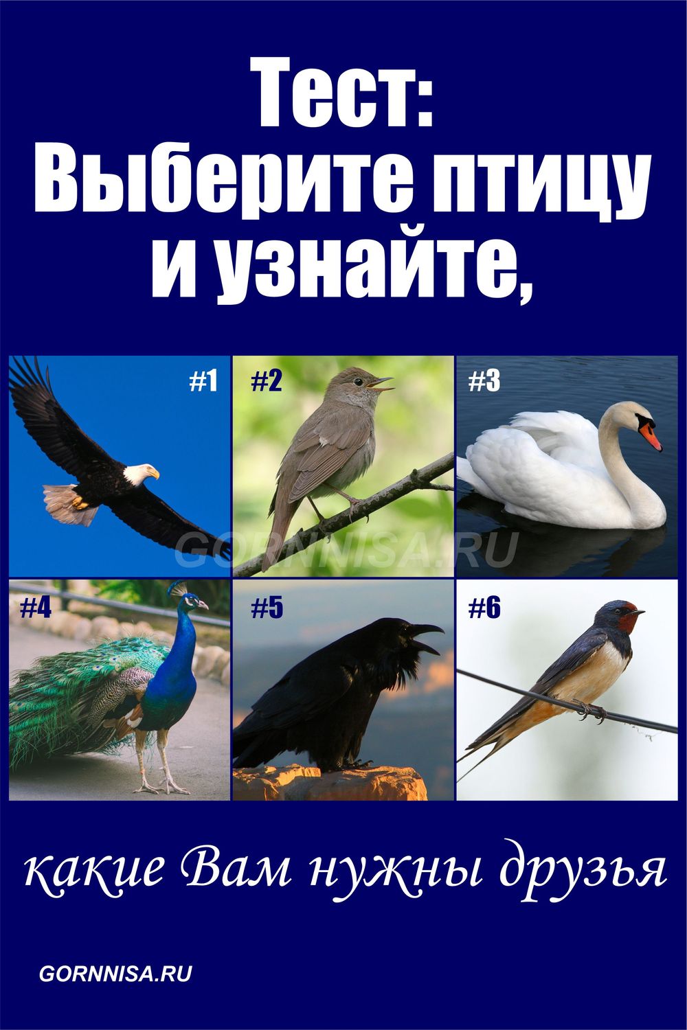 Тест птицы. Тест выберите птицу. Выбери птицу и узнай. Тест про птиц. Выбрать птичку психологический тест.