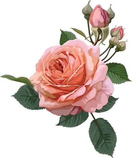 Женский тест - Выбранная роза определит ваш шарм https://gornnisa.ru/ Роза 2