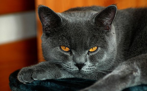 Тест на особенности вашей личности - выберите кота https://gornnisa.ru/ Кот 3