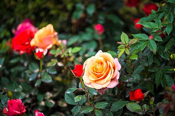 Пять душистых многолетников для вашего сада https://gornnisa.ru Розы
