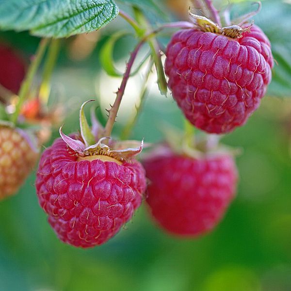 Тест на ваш природный талант - Выберите ягоду https://gornnisa.ru/ 1 Малина