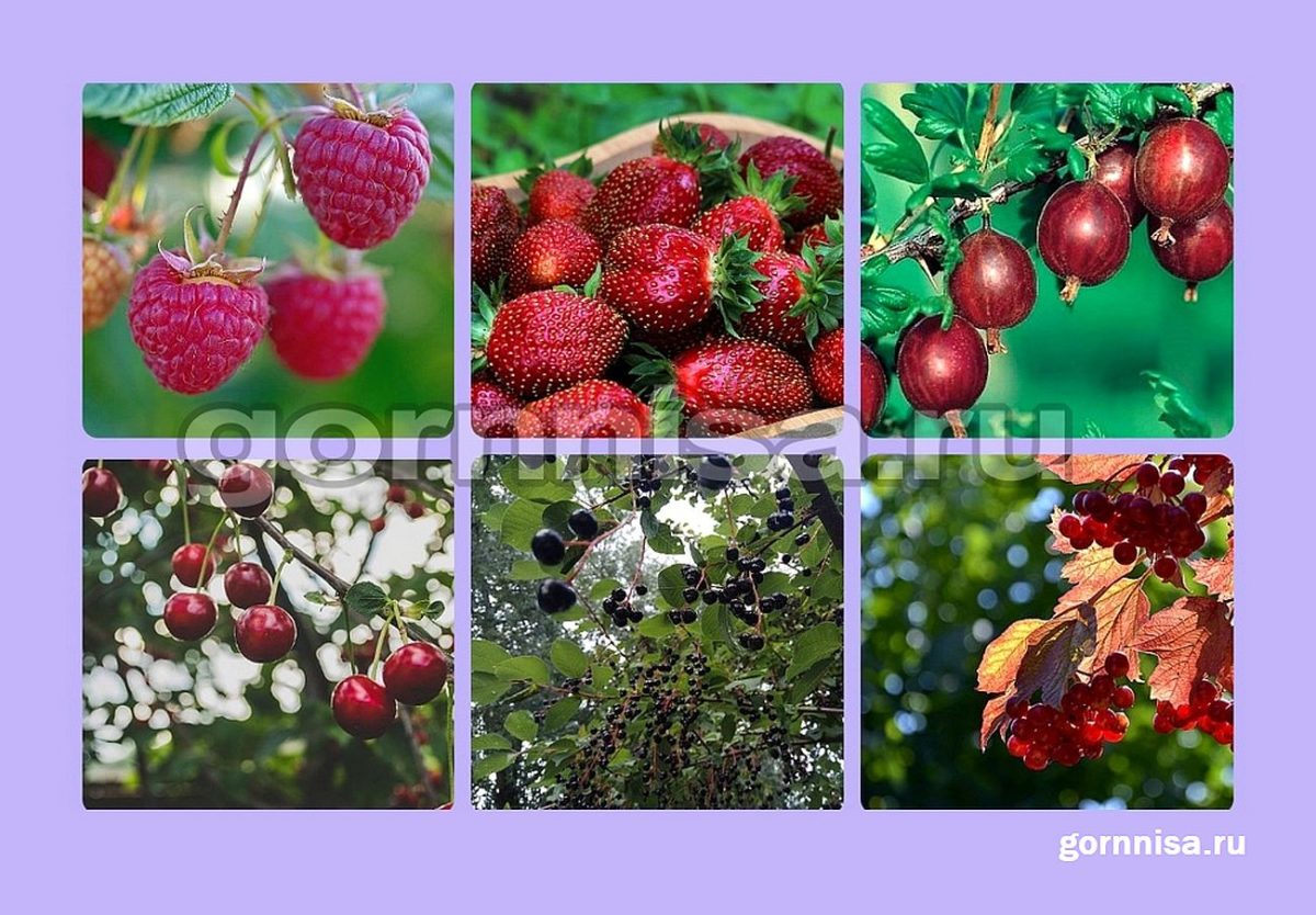 Тест на ваш природный талант - Выберите ягоду
