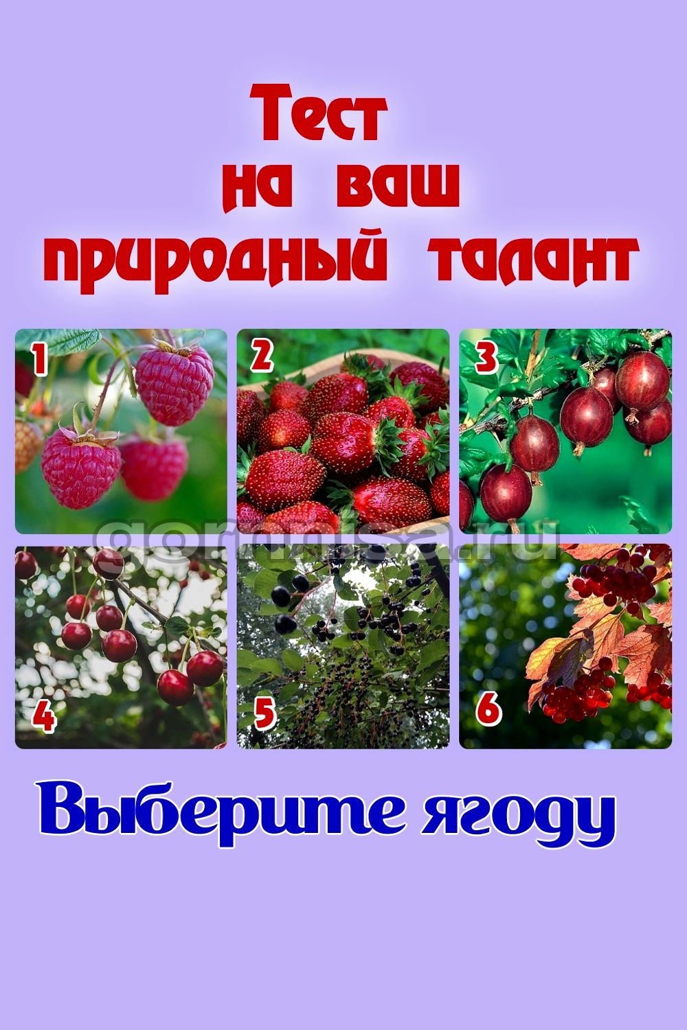 Тест на ваш природный талант - Выберите ягоду https://gornnisa.ru/