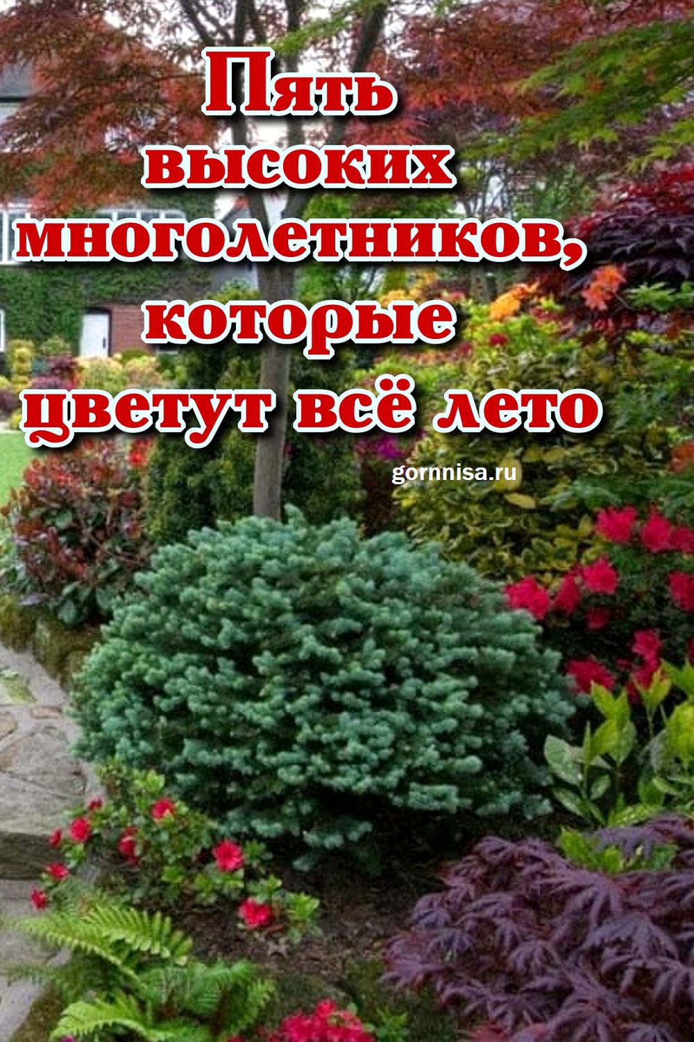 Пять высоких многолетников, которые цветут всё лето gornnisa.ru/