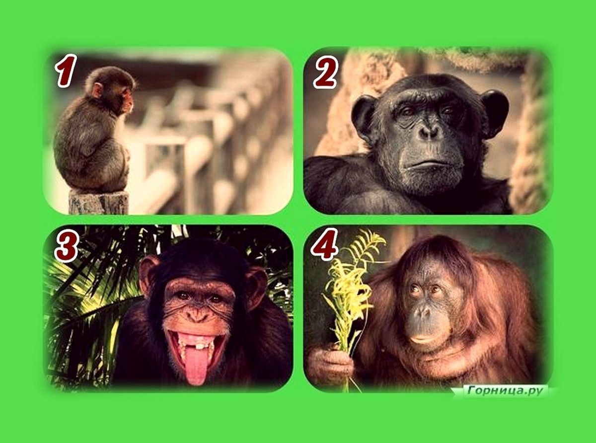 Тест на непосредственность - Выберите обезьянку