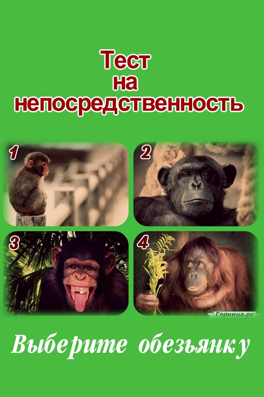 Тест на непосредственность - Выберите обезьянку