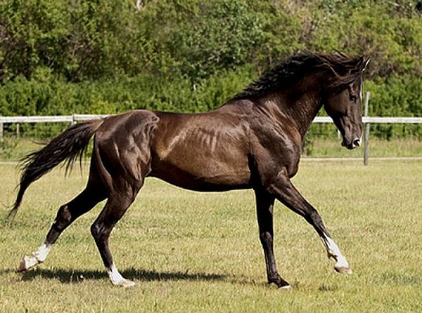 2 Конь персидский араб