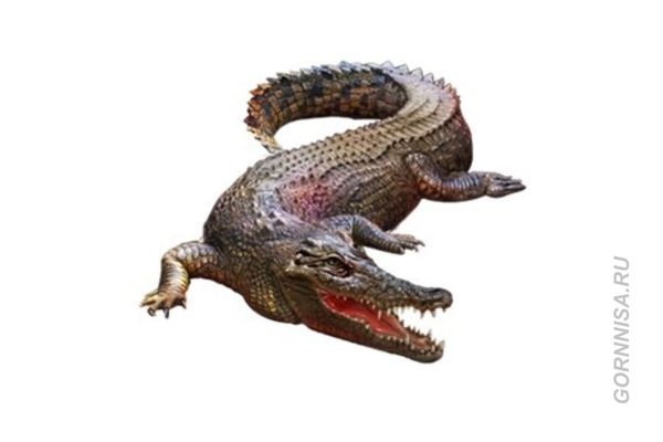 #4 Крокодил