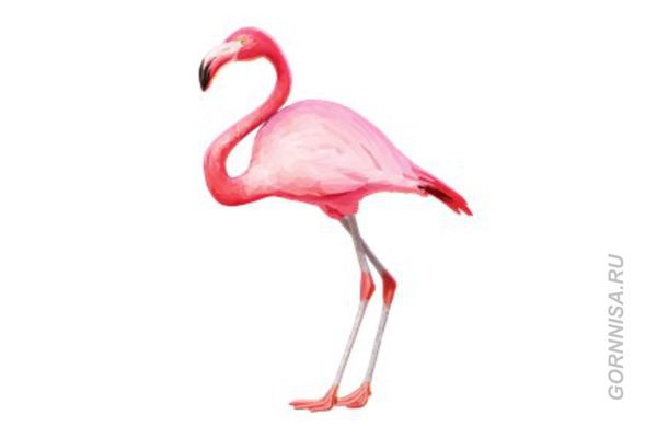 #5 Фламинго