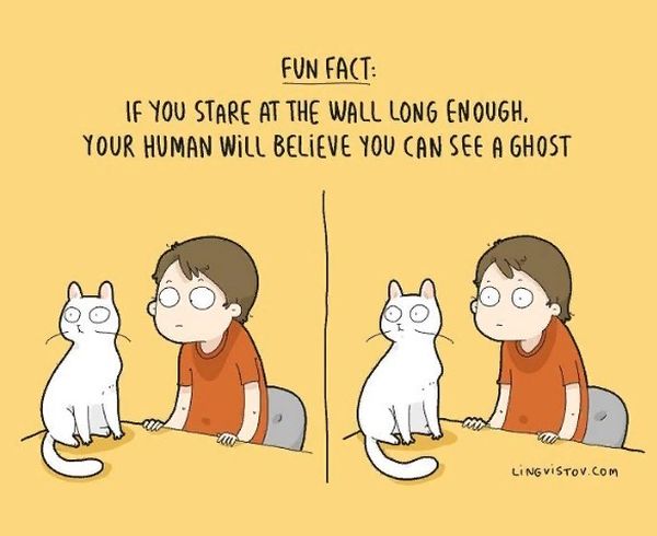 Забавный факт: если долго смотреть в стену, то твой человек поверит, что ты видишь призраков