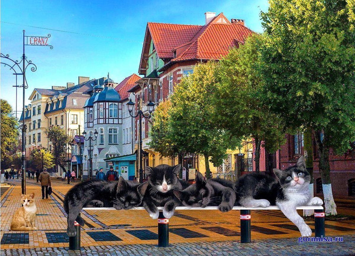 Зеленоградск - столица кошек в России