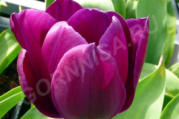 #6 Фиолетовые тюльпаны